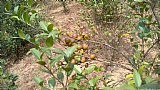 野山茶（油茶，茶子树、茶油树、白花茶）