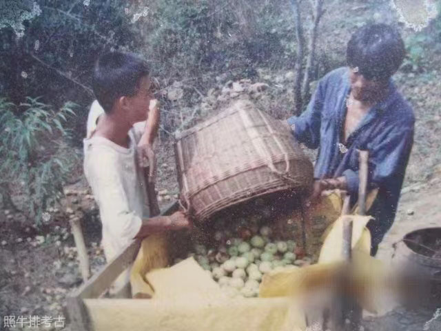 1995年左右，谢朝发在收获鹰嘴蜜桃.jpg