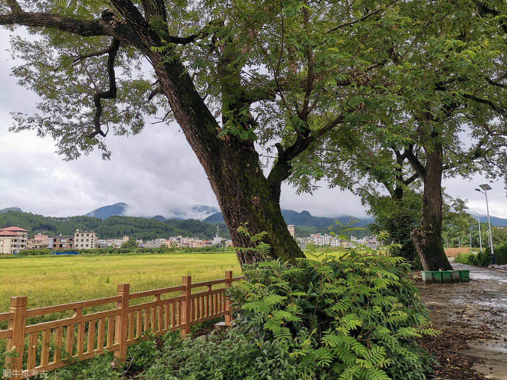 连平上坪惠西新屋厦枫杨古树.jpg
