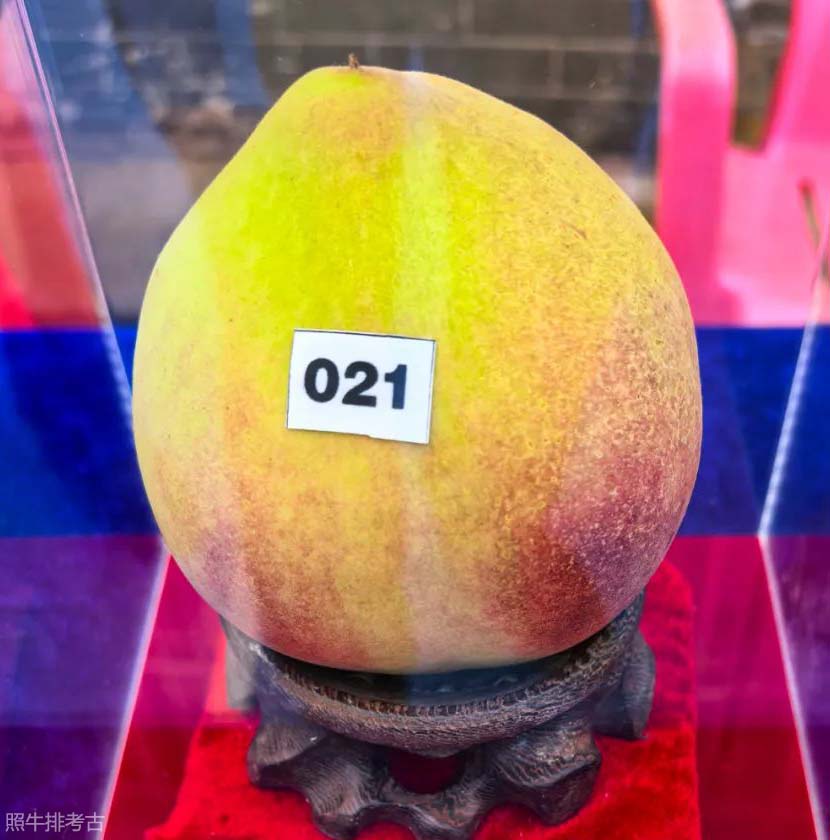 2025年度重达520.5克的鹰嘴蜜桃之王.jpg